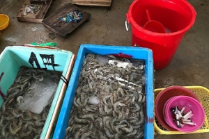 Ban Chỉ đạo 389 Quốc gia yêu cầu ngăn chặn hành vi đưa tạp chất vào tôm