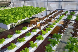 Vườn toàn rau siêu khổng lồ trên sân thượng 35m2 của bố đảm Nha Trang