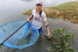 Chán lương công nhân, trai trẻ về học nghề dụ tép bằng...lá cây