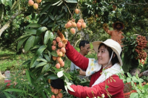 Ứng dụng khoa học công nghệ trong nông nghiệp vùng DTTS: Vẫn còn nhiều khó khăn