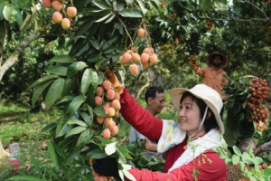 Thu hồi giấy phép hoạt động của 2 công ty xuất khẩu lao động