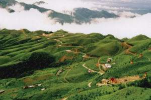 Ứng dụng khoa học kỹ thuật để phát triển cây dược liệu