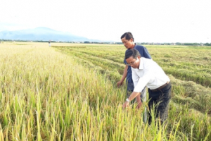 Trồng lúa hữu cơ, nông dân xứ Huế vừa khỏe người vừa ấm túi