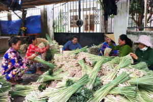 Tiền Giang: Cấp chứng nhận nhãn hiệu tập thể cho cây sả Tân Phú Đông