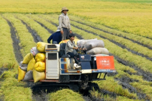 Đột phá công nghệ, nâng cao giá trị gạo Việt