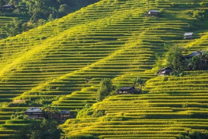 Ngỡ ngàng vẻ đẹp ruộng bậc thang Hoàng Su Phì mùa lúa chín