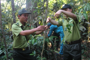Báu vật rừng sâm ba kích tím trên dãy Trường Sơn
