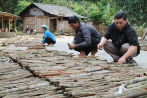 Xây dựng thương hiệu vùng quế hữu cơ Nậm Đét