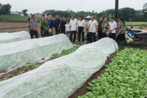 Người trồng rau 'mê' màng phủ Passlite
