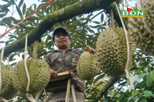Chuyện lạ Đắk Nông, 36 cây sầu riêng thu 500 triệu đồng