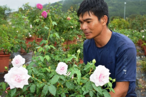 U40 trồng 400 cây hoa hồng cổ "tuổi lão làng" ở Lâm Đồng