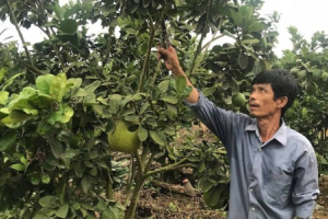 Nghệ An: Bưởi da xanh trồng trên đất đá ong, trái đã to lại ngọt