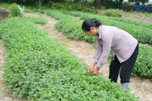 Làng trồng dược liệu hàng trăm năm ở Hưng Yên