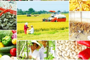 Tổng kết 15 năm đổi mới, phát triển, nâng cao hiệu quả kinh tế tập thể