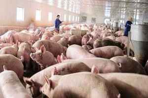 Cục Chăn nuôi: Giá lợn hơi sẽ không tăng nóng như Trung Quốc