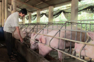 Một cú liều, sau 4 tháng vợ chồng trẻ đút túi 1,5 tỷ đồng