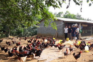 Công nhận huyện NTM Quốc Oai: Hiệu quả sau những bước đi bài bản