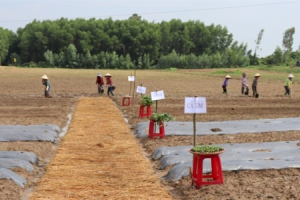 Sản xuất rau, củ, quả theo công nghệ Nhật Bản