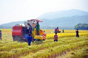 An Giang đẹp ngỡ ngàng mùa lúa chín