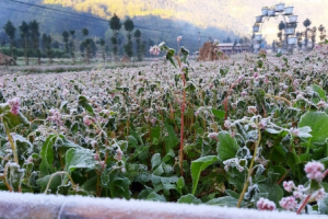 Băng tuyết phủ trắng Thung lũng Sủng Là - Hà Giang