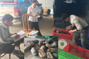 Gia Lai: Bắt xe tải vận chuyển 251kg động vật quý hiếm