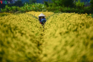 Ngất ngây sắc vàng rực rỡ của cánh đồng hoa cúc chi gần Hà Nội