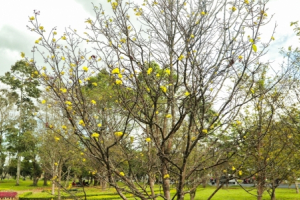 Chiêm ngưỡng rừng Mai vàng 'độc nhất vô nhị' bậc nhất miền Trung