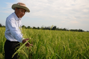 Gọi hồn cho lúa tám xoan