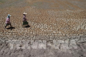 Giá nông sản Thái Lan dự báo sẽ tăng cao do hạn hán nghiêm trọng