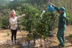 Cho cam, bưởi ở "chung nhà" với cà phê "nhặt" tiền gấp đôi