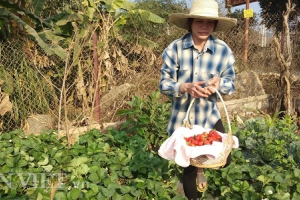 Sơn La: Trồng dâu tây Nhật Bản, bán 200 ngàn/kg, khách mua tới tấp