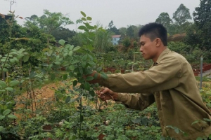 Bỏ việc ở Hà Nội, 8X Phú Thọ về quê trồng vườn hoa hồng "khủng"