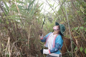Luồn rừng hái 'lộc trời' mang lại thu nhập cao