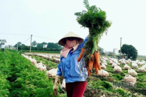 Nông dân kể chuyện chia nhau 100 tỷ trên cánh đồng rực đỏ