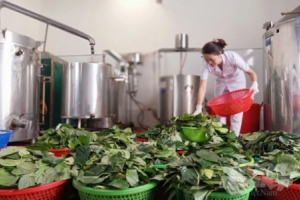 Quảng Trị: Phát huy giá trị cây dược liệu