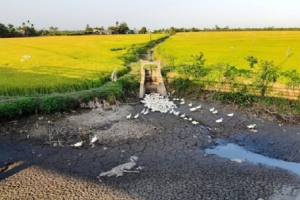 ĐBSCL: Chuyển đổi 50.000 ha đất trồng lúa sang loại cây trồng phù hợp