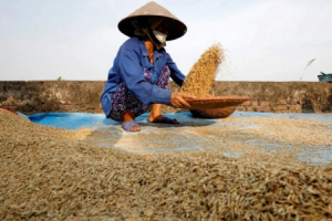 FAO cảnh báo Covid-19 có thể gây thiếu lương thực toàn cầu