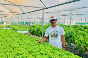 Đà Nẵng: 7X "hái" tiền đều như vắt chanh từ vườn rau thủy canh