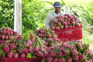 Thái Lan vẫn kỳ vọng vào xuất khẩu trái cây