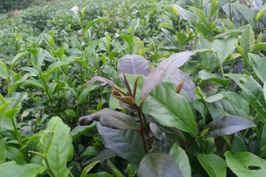 Chè tím Phú Thọ: Dược liệu quý nhưng người dân không mấy “mặn mà”