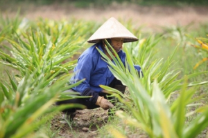 Trồng dược liệu đạt chuẩn quốc tế góp phần nâng tầm thuốc Việt