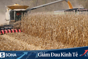 Giữa đại dịch, Trung Quốc ra quyết định mua nông sản từ Mỹ, đem lại thắng lợi gấp 3