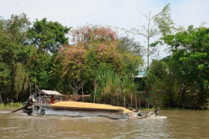 Khung cảnh hoa ô môi nhuộm hồng cả miền quê yên bình ở An Giang