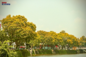  Mê mẩn với sắc vàng của hoàng điệp trải thảm trên những cung đường xứ Huế