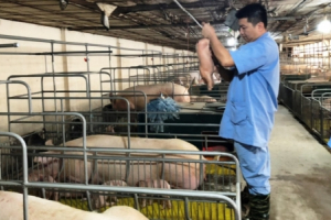 Tái đàn lợn theo hướng an toàn sinh học