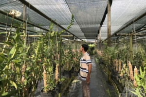 Khởi nghiệp nông nghiệp: Thành tỷ phú nhờ chuyển lúa sang lan