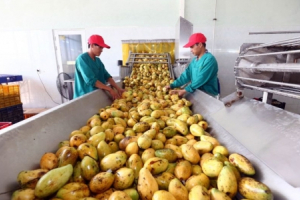 Người Nhật, Mỹ… mạnh tay mua nông sản Việt