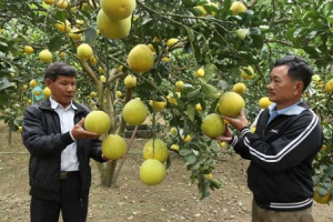 Hòa Bình: Nâng tầm thương hiệu cho bưởi Yên Thủy