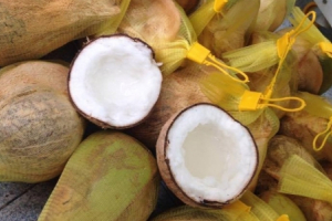 Dừa sáp Cầu Kè được chứng nhận VietGAP