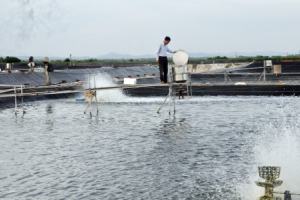 Quảng Ninh: Đẩy mạnh ứng dụng khoa học công nghệ trong nuôi trồng thủy sản